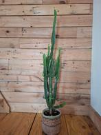 Cactus, Huis en Inrichting, Kamerplanten, Ophalen, Cactus, 100 tot 150 cm