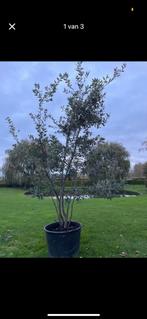 Groenblijvende meerstammige steeneik, Tuin en Terras, Ophalen