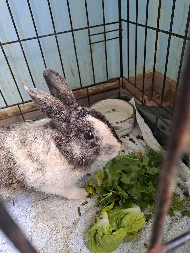 Konijn, Dieren en Toebehoren, Mannelijk, Klein, 0 tot 2 jaar