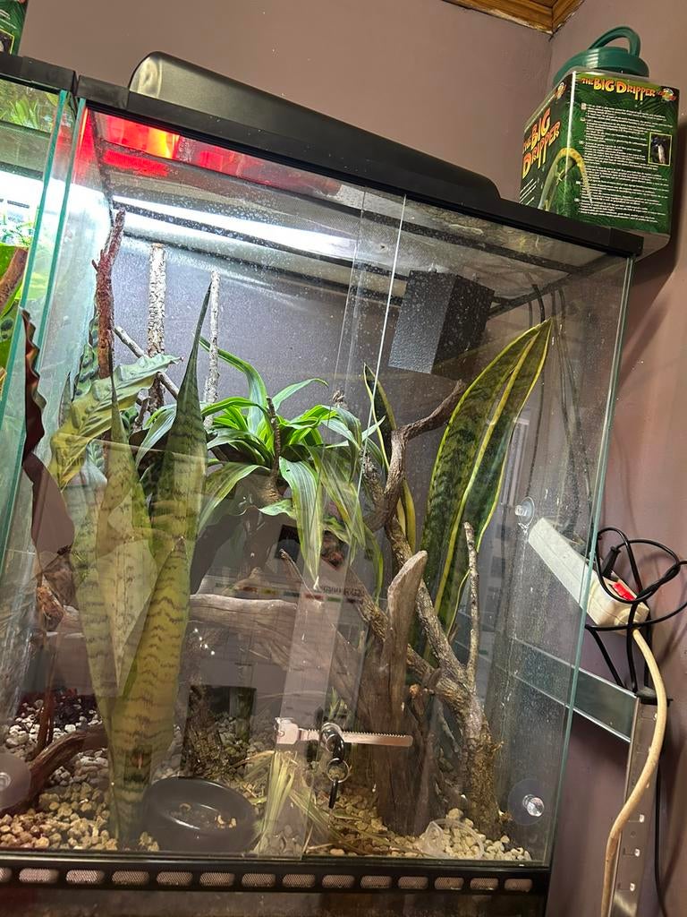 Wimpergekko, Dieren en Toebehoren, Ophalen, Zo goed als nieuw