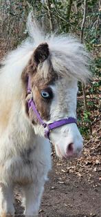 Minipaard, Dieren en Toebehoren, Paarden, Hengst, Recreatiepaard, Met stamboom, 0 tot 2 jaar