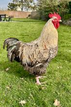 Handtamme haan, Dieren en Toebehoren, Pluimvee, Mannelijk, Kip