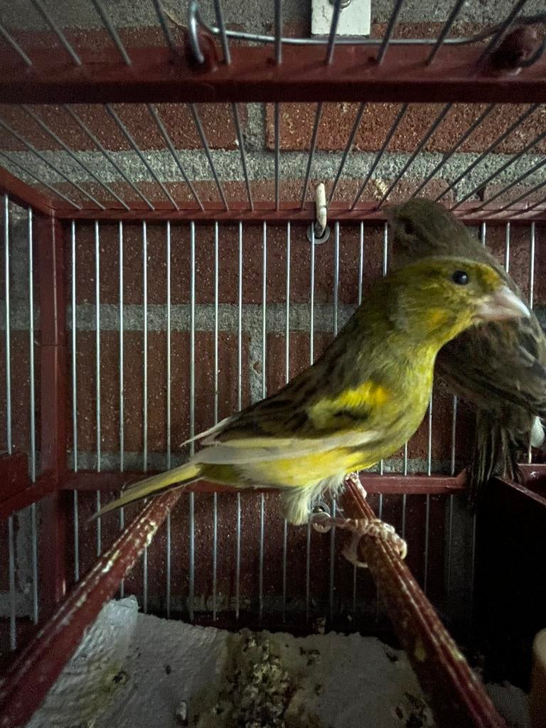 Mooie koppel kanaries 1 jaar, Dieren en Toebehoren, Vogels | Kanaries