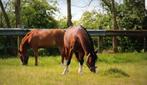 Goede thuis gezocht voor 2 hele brave, lieve pony's, Dieren en Toebehoren, B