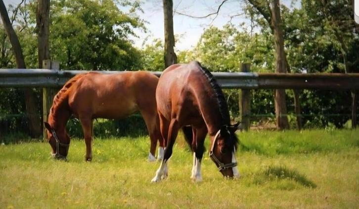 Goede thuis gezocht voor 2 hele brave, lieve pony's, Dieren en Toebehoren, Pony's, B