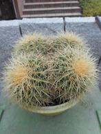 plantes, Plein soleil, Été, Plante fixe, Enlèvement ou Envoi