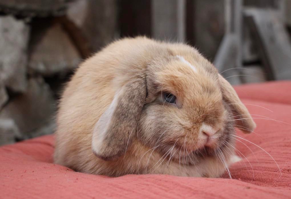 Minilop voedster, Dieren en Toebehoren, Konijnen, Klein, Vrouwelijk, 0 tot 2 jaar, Hangoor