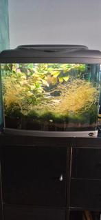 Aquarium 60l te koop, Dieren en Toebehoren, Ophalen