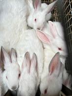 Vleeskonijnen, Plusieurs animaux, Grand