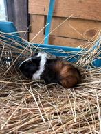 Mooi cavia beertje, Dieren en Toebehoren, Knaagdieren, Cavia, Mannelijk, Januari, Tam
