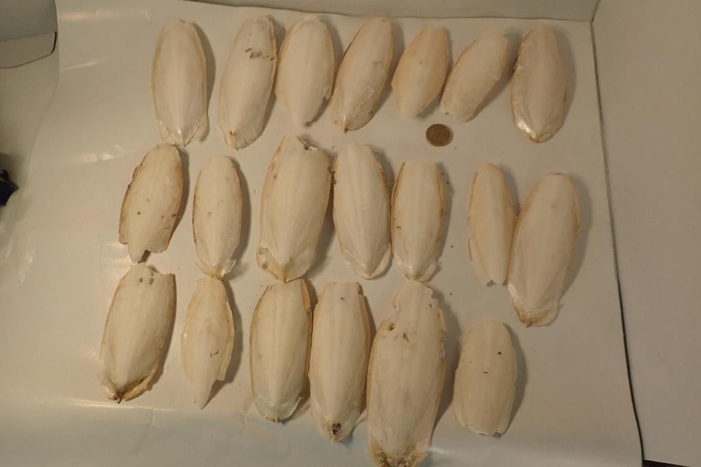 Cuttlebone-kavels voor vogels papegaaien parkieten reptielen, Boeken, Dieren en Huisdieren, Vogels, Ophalen of Verzenden