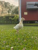 Witte vleeskalkoen kuikens, Dieren en Toebehoren, Pluimvee, Meerdere dieren, Kalkoen