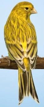 kleur kanarie, Dieren en Toebehoren, Vogels | Kanaries, Mannelijk, Kleurkanarie