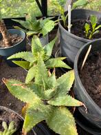 Zeepaloë Vera, Ophalen