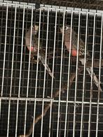 bourkens parkiet poppen kweekrijp, Dieren en Toebehoren, Vogels | Parkieten en Papegaaien, Vrouwelijk, Parkiet, Geringd