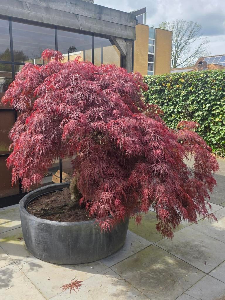 Érable japonais, Enlèvement