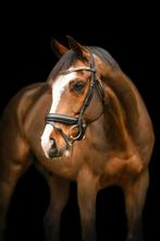 Lieve & Knappe 13-jarige Allrounder te koop, Avec pedigree, 11 ans ou plus, Hongre, L