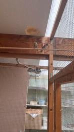 Dennen sijs, Dieren en Toebehoren, Vrouwelijk