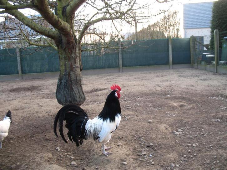 Broedeieren kippen lakenvelder, Dieren en Toebehoren, Pluimvee, Kip