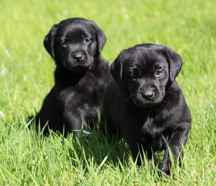 Labrador pups, Dieren en Toebehoren, Honden | Retrievers, Spaniëls en Waterhonden, Meerdere dieren, Labrador retriever, Fokker | Professioneel