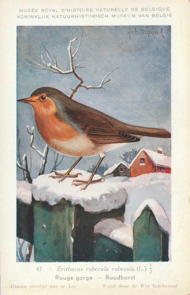ROODBORSTJE, Verzamelen, Postkaarten | Dieren, Verzenden, Ongelopen, Vogel