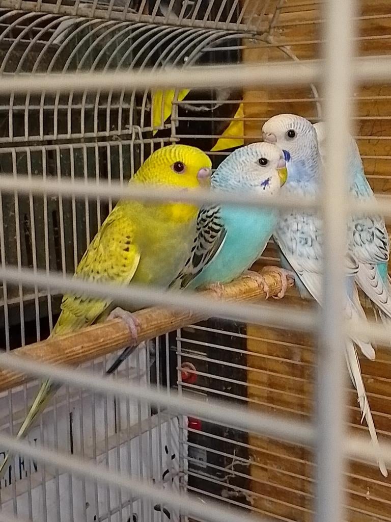 Différentes couleurs de jeunes perruches prêtes à grandir, Plusieurs animaux, Perruche, Bagué