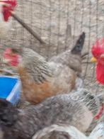 Cream legbar en marans  hennen, Dieren en Toebehoren, Pluimvee