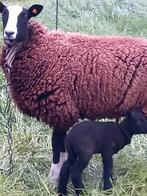 Te koop schaap met lam, Dieren en Toebehoren, Schapen, Geiten en Varkens, Schaap