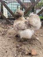 Amerikaanse zijdehoen hennen, Dieren en Toebehoren, Pluimvee, Vrouwelijk, Kip