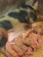 Porc à vendre, Porcs