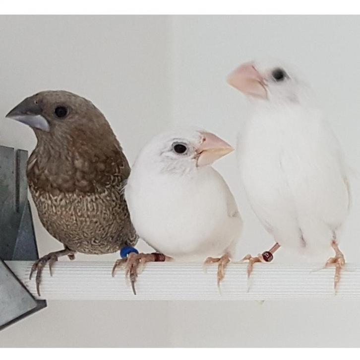 Gezocht: Japanse meeuwtjes, Animaux & Accessoires, Oiseaux | Oiseaux Autre, Oiseau tropical, Plusieurs animaux