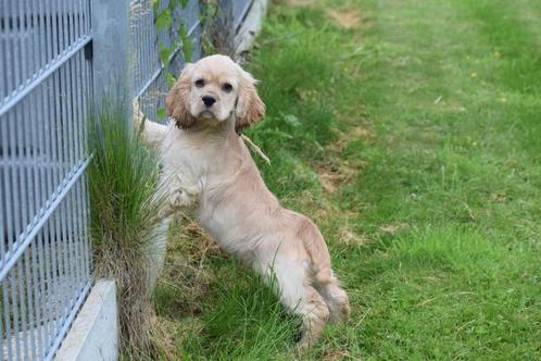 Amerikaanse cocker spaniel pups nieuw nestje hier beschikbaa, Dieren en Toebehoren, Honden | Retrievers, Spaniëls en Waterhonden