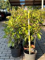 Prachtige Photinea Fraseri Red Robin Glansmispel 70-80 cm, Tuin en Terras, Ophalen, Overige soorten, Haag, Minder dan 100 cm