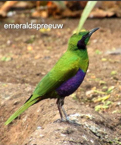 1koppel 2024 + jong pop 2025, Dieren en Toebehoren, Vogels | Overige Vogels, Geringd
