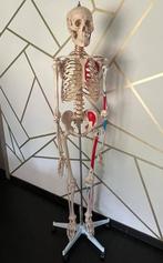 Anatomisch skelet, Diversen, Ophalen, Zo goed als nieuw