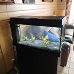 Aquarium met kast en inhoud, Dieren en Toebehoren, Ophalen