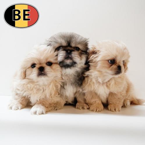 Pekingees - Schattige puppy’s te koop (Belgisch), Dieren en Toebehoren, Honden | Chihuahua's en Gezelschapshonden, Meerdere dieren