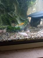 4 disponibles
jeunes corydoras albinos taille +/- 2cm

Dispo