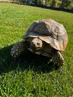 Sulcata mannelijk, Dieren en Toebehoren, Reptielen en Amfibieën, Schildpad, Tam, 11 jaar of ouder