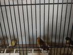 Glosters, Dieren en Toebehoren