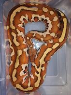 Brongersmai Matrix het T+ Albino, Dieren en Toebehoren, Reptielen en Amfibieën