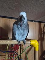 Vogelopvang+vogelhotel, Perroquet