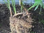 Bamboe, Tuin en Terras, Planten | Struiken en Hagen, Ophalen, Bamboe