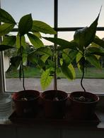 Avocado planten, Ophalen of Verzenden
