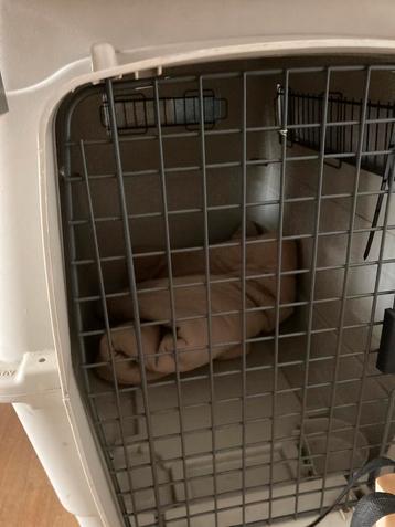 Caisse pour chien, Enlèvement, Comme neuf