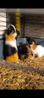 Drie cavia beertjes, Dieren en Toebehoren, Knaagdieren, Oktober, Mannelijk, Cavia