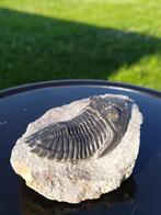 Trilobite Fossiel Marrocos, Ophalen of Verzenden, Fossiel