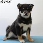 Shiba Inu (mannelijke pups) te koop, Dieren en Toebehoren, Honden | Poolhonden, Keeshonden en Oertypen, 15 weken tot 1 jaar, Buitenland