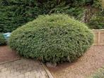 Gratis: struik, heg, spar., Tuin en Terras, Planten | Bomen, Ophalen