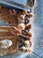 Creamlegbar kuikens te koop, Dieren en Toebehoren